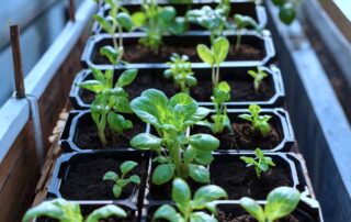 urban gardening hydroponic